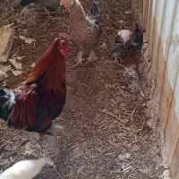 مرغ و جوجه