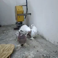 فروش|پرنده|گنبد کاووس, |دیوار