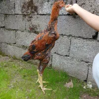 جوجه خروس لاری دانگ بالا