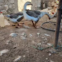 قوغاز اصیل