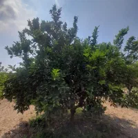 فروش باغ