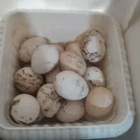 تخم بوقلمون