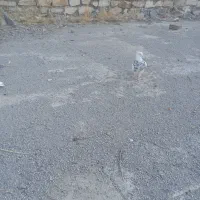 کبوتر .تهرانی طوقی