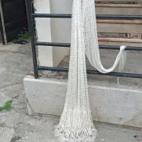 سالی کولی