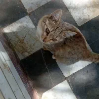 واگذارئ رایگِان چند تا بچه گربه|گربه|خوانسار, |دیوار