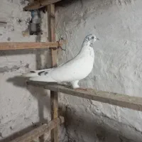 کبوتر
