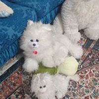 عروسک|اسباببازی|مشهد, نوده|دیوار