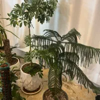 گل شفلرا و حاج مطبق|گل و گیاه طبیعی|سبزوار, امیر کبیر|دیوار