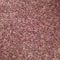 گندم بذر دیم پرآو|خدمات باغبانی و درختکاری|جوانرود, |دیوار