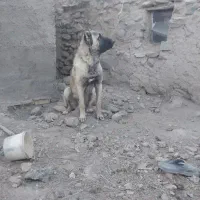 سگ سرابی گمشده یابنده/ مژدگانی|سگ|رباط‌کریم, رباط‌کریم|دیوار