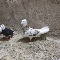 سرور کاکلی نر مست مست