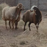کاور قزل افشار پوست گاوی ابستن