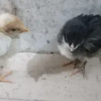 جوجه