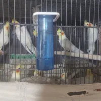 عروس هلندی بالغ|پرنده|رشت, معلم|دیوار