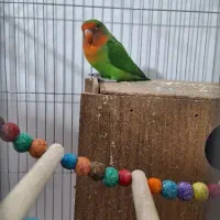 طوطی برزیلی اوپال|پرنده|پاکدشت, پاکدشت (مامازند)|دیوار