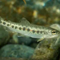 بچه ماهی قزل آلا دکتر صالحی