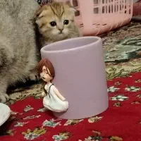 اسکاتیش فلد گلد|گربه|اصفهان, فرودگاه|دیوار