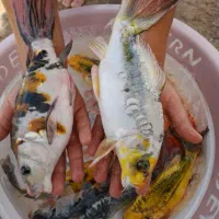 ماهی تزیینی کوی درجه یک