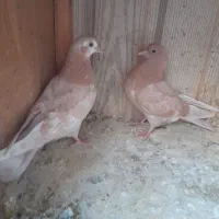 جوجه کبوترپرشی انگلیسی