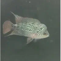 ماهی فلاور رد دراگون