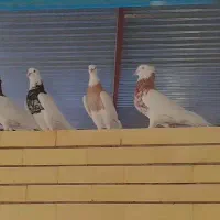 طوقی عروسک|پرنده|طبس, |دیوار