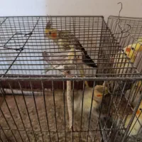 طوطی عروس بالغ به قیمت پیشنهادی و منصفانه شما|پرنده|رودبنه, |دیوار