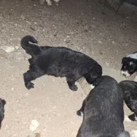 واگذاری سگ|سگ|ابریشم, |دیوار