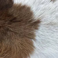 پوست بز طبیعی|صنایع دستی و سایر لوازم تزئینی|مرند, |دیوار