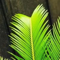 گل نخل سیکاس پرنده بهشتی باباآدم یوکا نخل مرداب