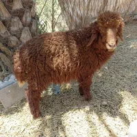 بره نر