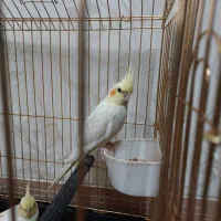 عروس هلندی|پرنده|قم, پردیسان|دیوار