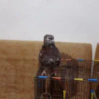 جفت سرور نرو ماده دره شهر|پرنده|دره شهر, |دیوار