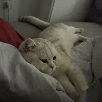 فروش گربه|گربه|قائم‌شهر, |دیوار