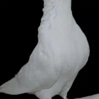 کبوتر سفید