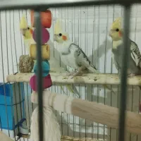 قفس|لوازم جانبی حیوانات|تایباد, |دیوار