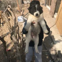 توله قدریجون اصیل|سگ|بندرعباس, |دیوار