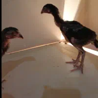 جوجه لاری اصیل