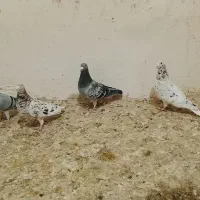 کبوتر سرور سبز سار پولکی جفت