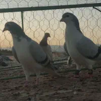 کفتر|پرنده|تربت‌حیدریه, باغ سلطانی|دیوار