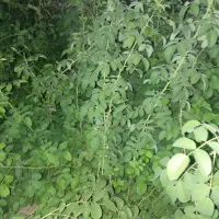 فروش نهال انگور ،یاس،گل محمدی و..|خدمات باغبانی و درختکاری|تربت‌حیدریه, چهارراه خواف|دیوار