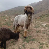 قوچ|حیوانات مزرعه|اردل, |دیوار