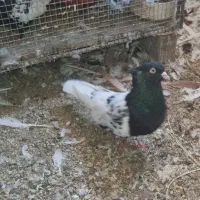 کفتر رنگه سینه و کله و ساده افشون