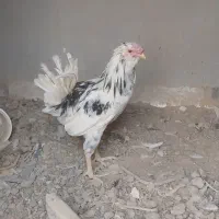 مرغ وخروس گلین درجه یک|حیوانات مزرعه|شهرکرد, |دیوار