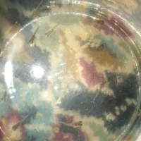 بچه ماهی گپی