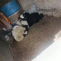 فروش بره