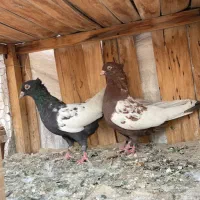 سینه ای|پرنده|قم, انسجام|دیوار