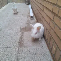 خرگوش سرحال و فرز