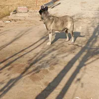 سگ سرابی ماده|سگ|باسمنج, |دیوار