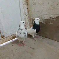 فروش طوقی نر و ماده جفت