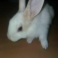 سه عدد بچه خرگوش